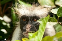 Hope for One of the World’s Rarest Primates: First Census of Zanzibar Red Colobus Yields Surprising Results